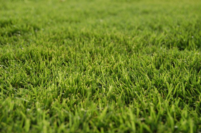 Grass Replacement in Aiken, SC
